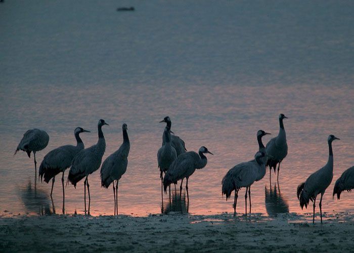 Niet alleen de karpervissers kunnen hun hart ophalen, ook de vogelliefhebbers reizen in grote getale af naar 'Der'.