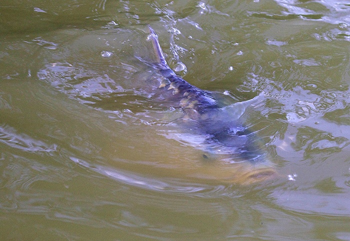 btw-revealed-windmill-lake-carp-specialist-7